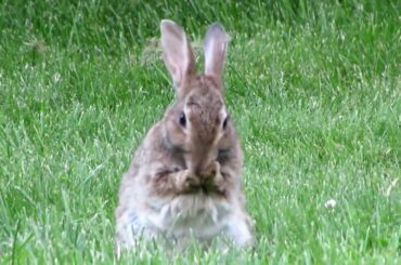 Cute feral rabbit grooming
