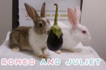 Rabbit eats eggplant - Rabbits cute Romeo and cute Juliet