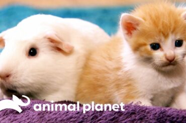 These Domestic Short-Haired Kittens Have A New Furry Friend! | Too Cute!