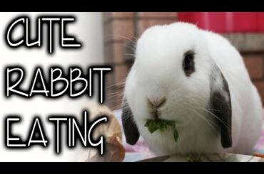 BudgetBunny: Cute Rabbit Eating