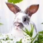 Funny Baby Bunny Rabbit Videos 2019