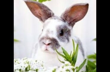 Funny Baby Bunny Rabbit Videos 2019