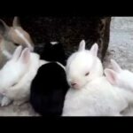 Rabbit farm in Sylhet