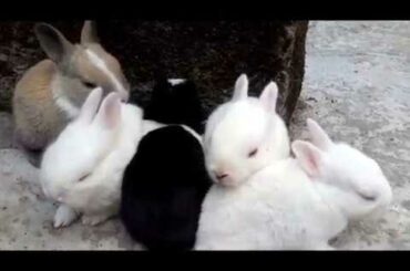 Rabbit farm in Sylhet