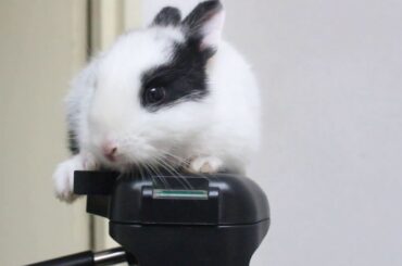 Baby Bunny Rabbit Videos