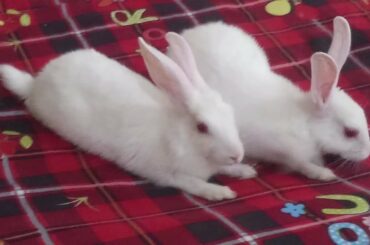 🐇Rabbit | Cute Rabbit 😀 | Play time with  Rabbit | कितना प्यारा खरगोश है लगता है देखते ही रह जा