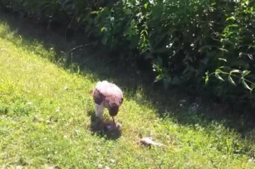 Freya the Falcon eating a baby rabbit at the Toronto Archery Range