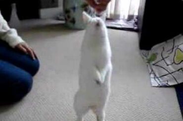 Cute Bunny chasing food