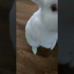 ASMR CUTE RABBIT EATING!