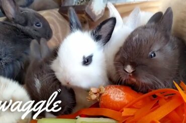 Ridiculously Cute Rabbits | Funny Animal Compilation