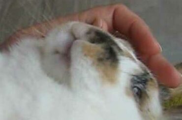 A Cute Rabbit Being A Baby