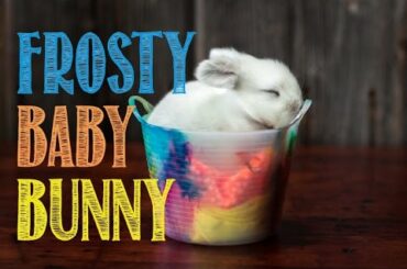Frosty Baby Bunny