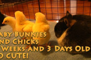 Baby Bunnies and Chicks 3 weeks and 3 days old SO CUTE