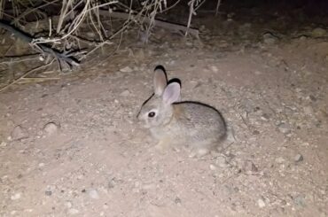 Baby Cottontail Rabbit!