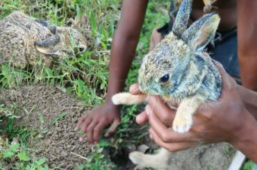 Primitive Rabbit Hunting from Rabbit Hole | How to catch a cute rabbit | Love Rabbit