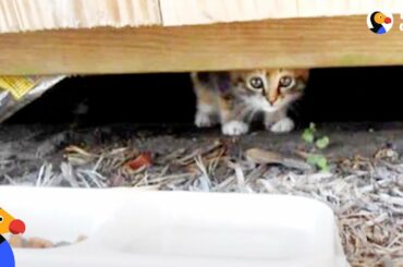 Kitten Abandoned at Playground Rescued by Sweetest Guy | The Dodo
