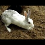 OMG  How to make nature House in Forest by A Cute Rabbit