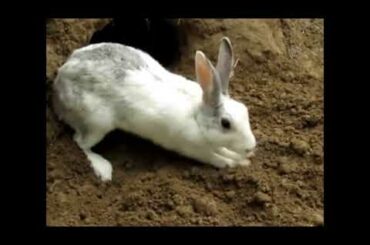 OMG  How to make nature House in Forest by A Cute Rabbit