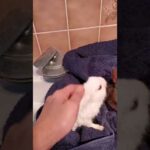 Cute Rabbit's bath time mini Dwarf Rabbit's are the cutest pets anyone can enjoy