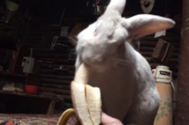 Unintentional ASMR: Cute rabbit eating a banana