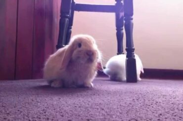 Very cute mini lop baby rabbit HD