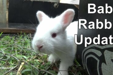 Baby rabbit update, June 2018.