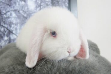Cute Funny Baby Bunny Rabbit! [Throwback Bundays]