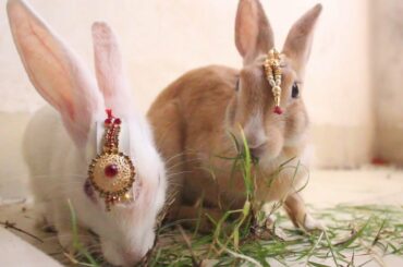 Funny rabbit video so cute video ||  bunny videos || मजेदार खरगोश वीडियो, इतना प्यारा वीडियो
