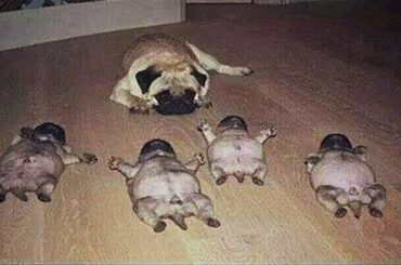 Cutest Puppies! Mother Dogs and Cute Puppies Videos Compilation, Cute moment of Puppy #3