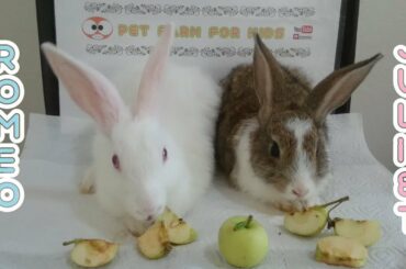 Rabbits eats apple & Cute rabbits Romeo and juliet