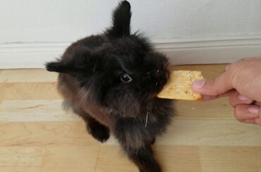 Rabbit/Bunny - A cute Bunny looking for food