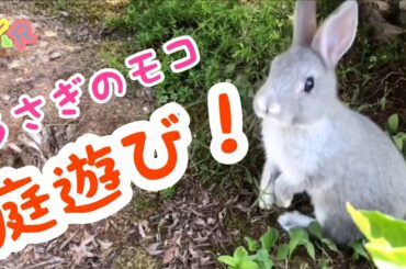 【暇つぶし】かわいいうさぎで癒される！ Cute rabbit videos  #5   うさぎのモコちゃん