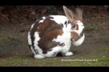 Large, fat Bunny Rabbit visited our lawn: cute