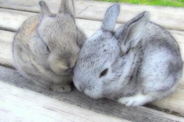 Very Cutest Baby Bunnies, Funny Pets Sitting on the Bench Outside
