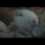 Baby rabbit loves massage 새끼토끼 마사지