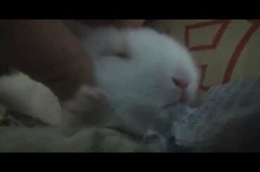 Baby rabbit loves massage 새끼토끼 마사지