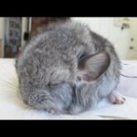 Cute Baby Chinchilla Noises!