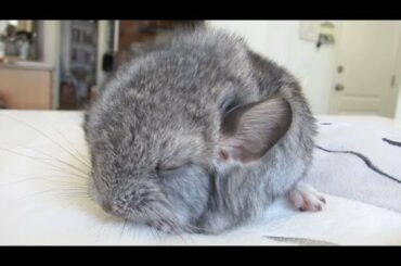 Cute Baby Chinchilla Noises!