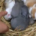 [아기동물농장] 아기토끼들 (So Qute Baby Rabbit)