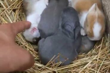 [아기동물농장] 아기토끼들 (So Qute Baby Rabbit)