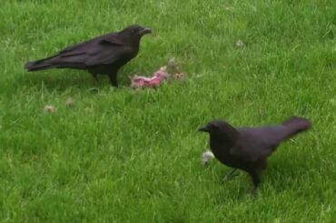 Crow Eats Bunny