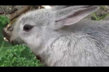 Jericho Beach Baby Bunny Rabbit "Gerry" Enjoying Kale Veggies