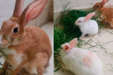 खरगोश क्या खाता हैै ? खरगोश की डाइट | Cute Rabbits Eating Never Ending Grass | Baby Bunny Rabbits