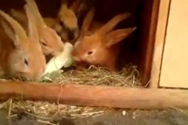 Cute baby rabbits for sale.