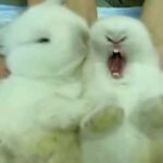 Baby bunnies in love