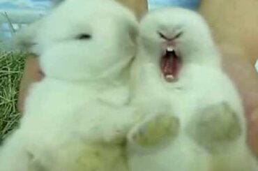 Baby bunnies in love
