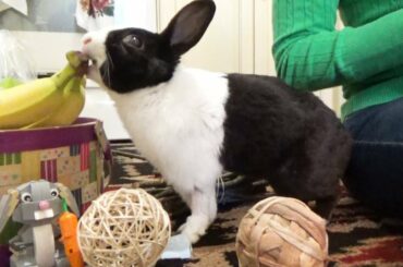 Rabbit finds his Easter basket!