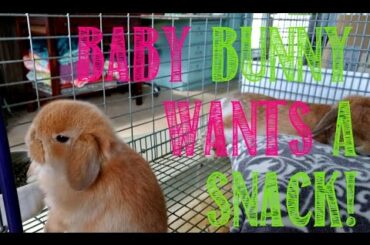 Baby Bunny Wants a Snack