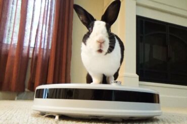 Rabbit reviews robot vacuum!