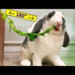 Rabbit eating never ending grass | ASMR | Guinness World Record Rabbit